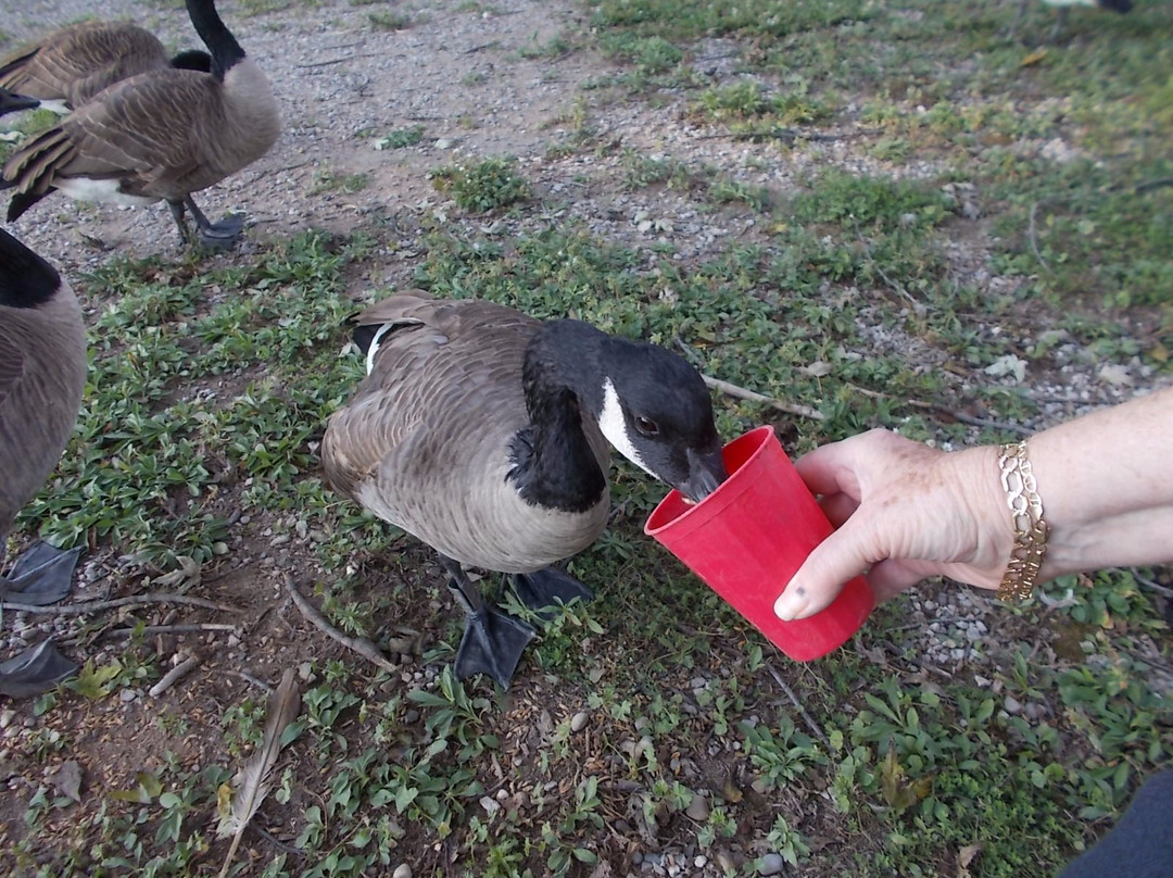 Jack Miner Bird Sanctuary-Kingsville必去景点
