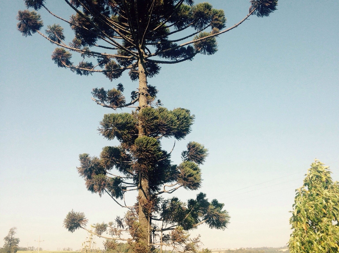 Capela São Rafael-Rolandia必去景点