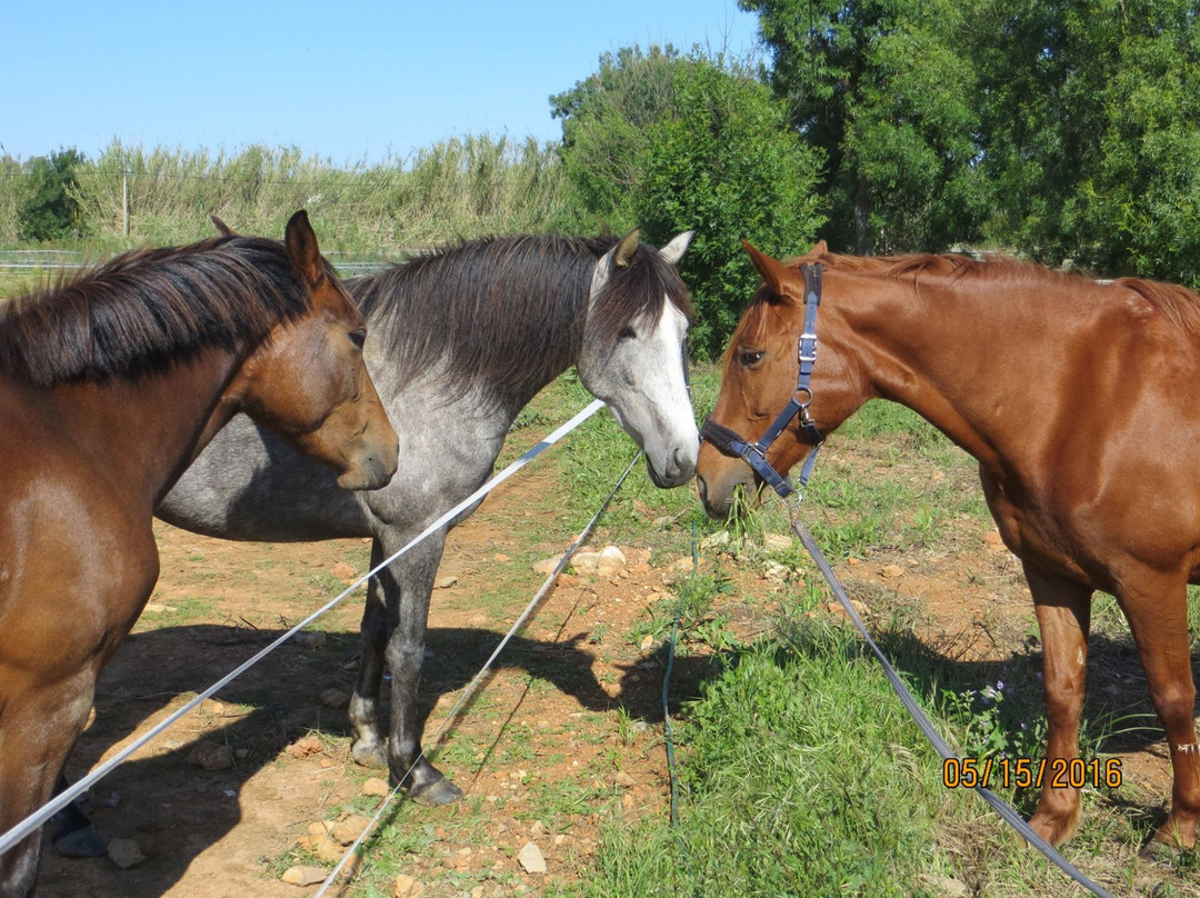 Tavira Horse Riding Quinta Beldade Stables-塔维拉必去景点