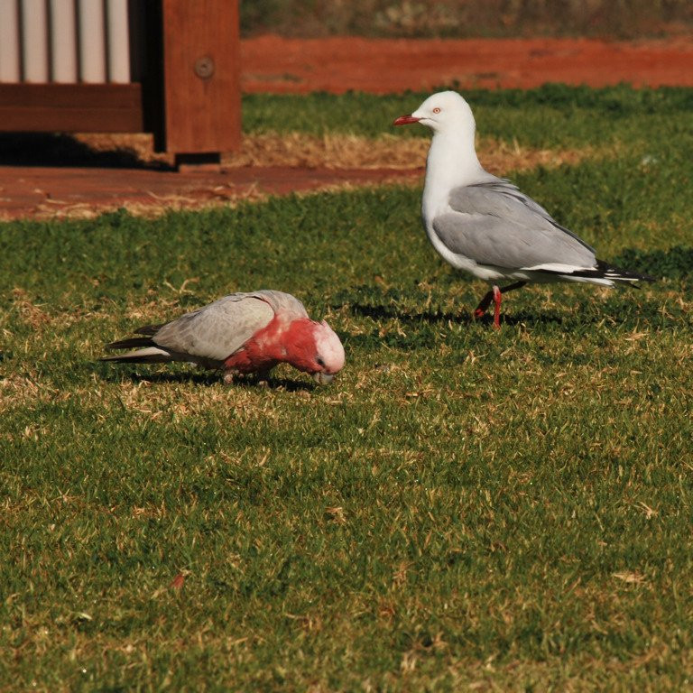 City Heritage Walk-Whyalla必去景点