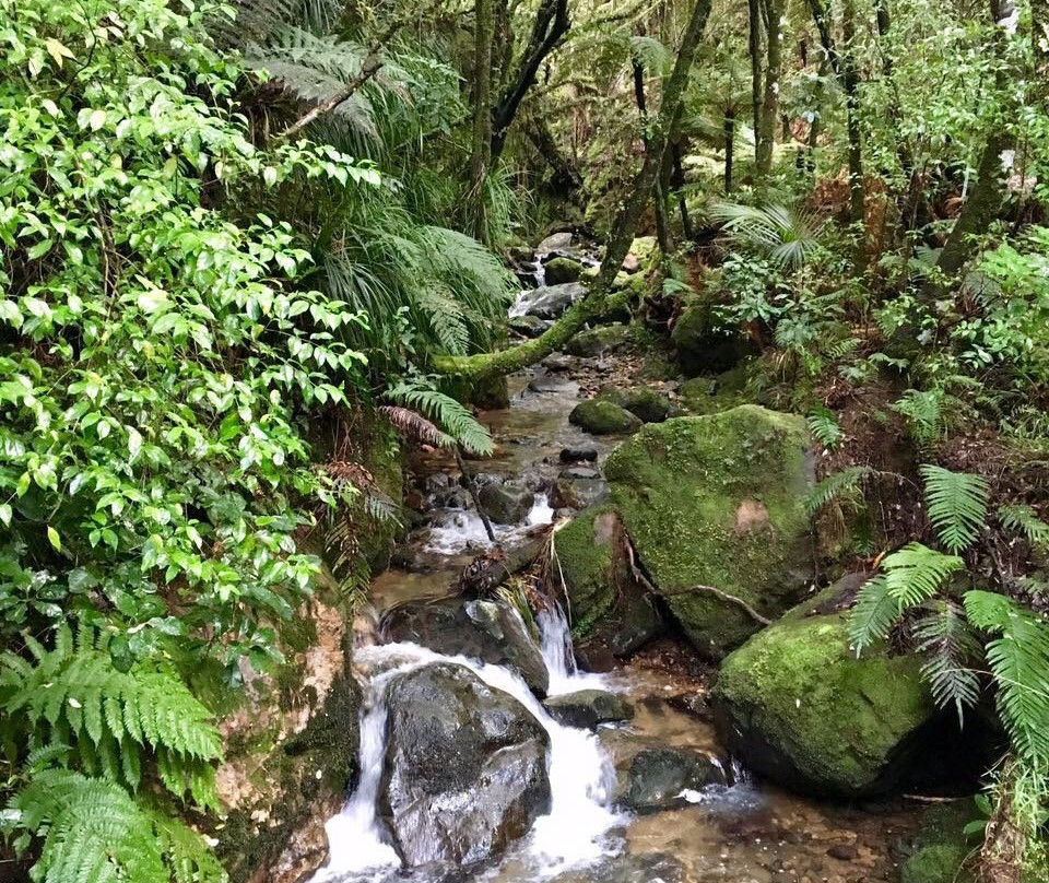 Waiomu Kauri Grove Walk景点图片