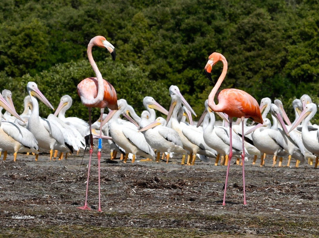 Snake Bight-大沼泽国家公园必去景点