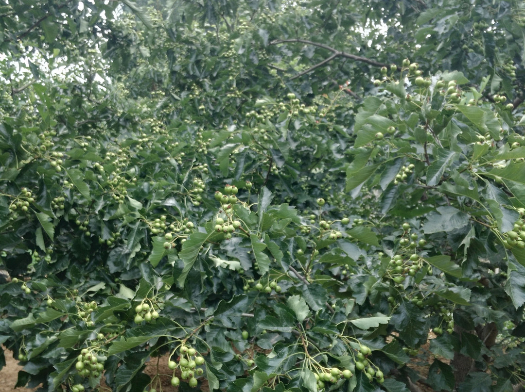 棋山森林公园-莱芜市必去景点