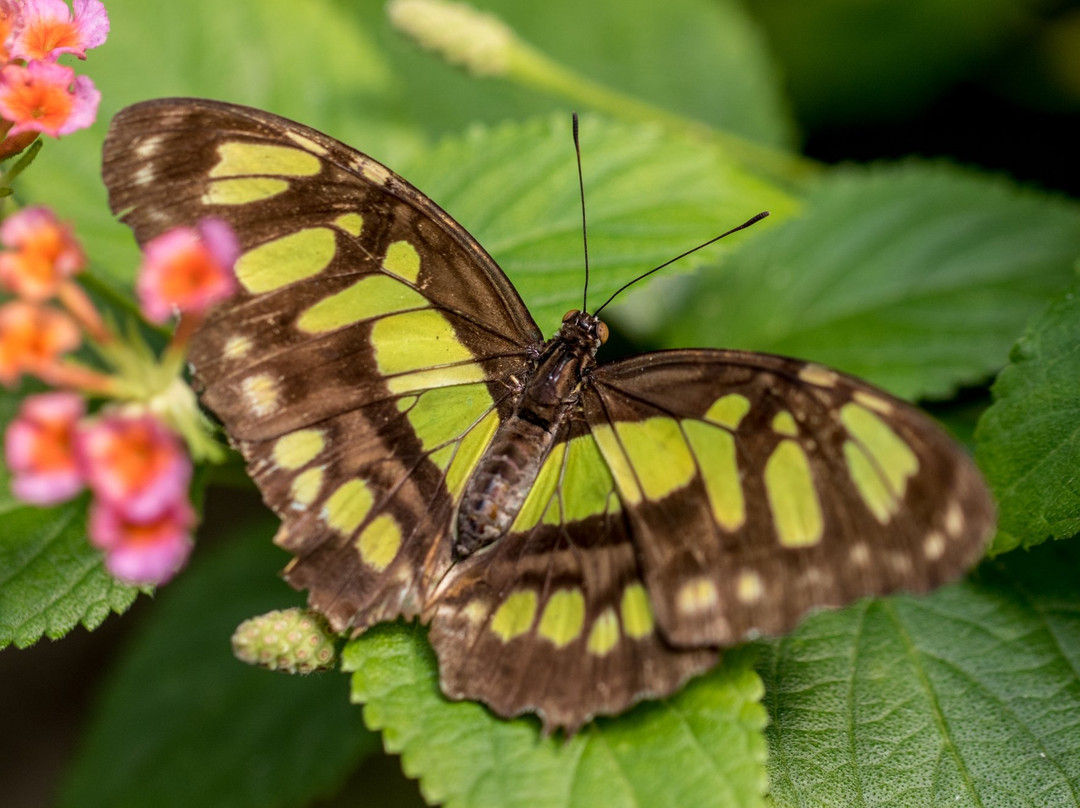 Butterfly World Coombs景点图片