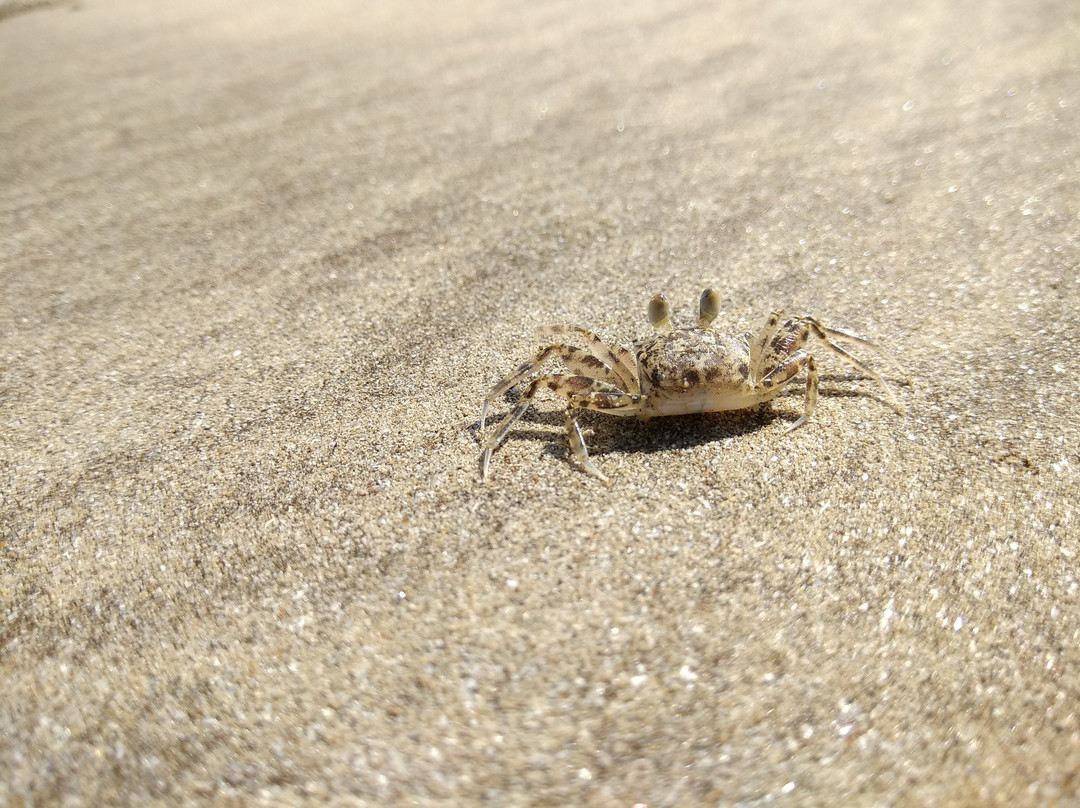 Nandgaon Beach景点图片