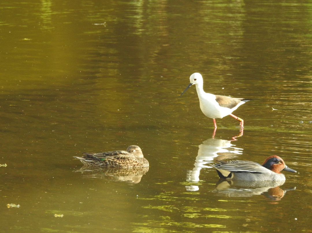 Yatsu Tidal Flats-习志野市必去景点