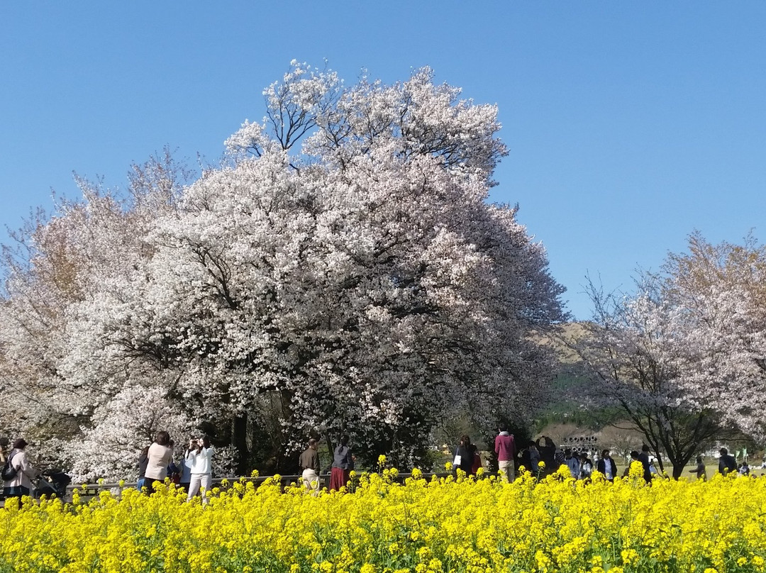 Isshingyo Park景点图片