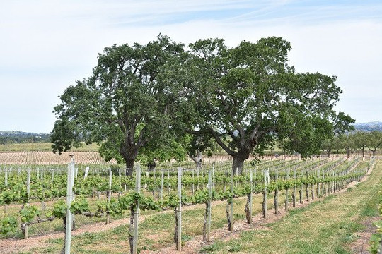 Evan's Ranch Wine Tasting Room-洛斯奥利沃斯必去景点