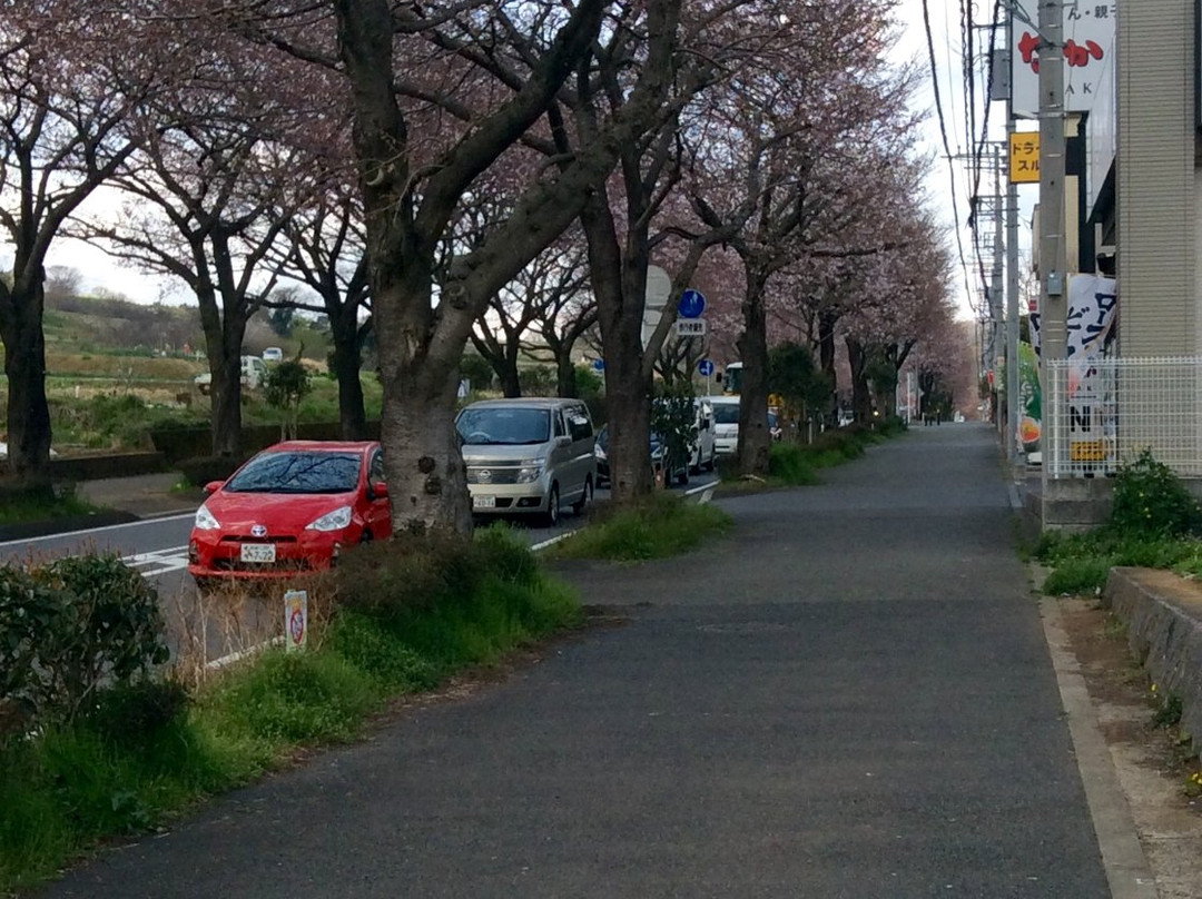 Hadano Sakura Michi-秦野市必去景点