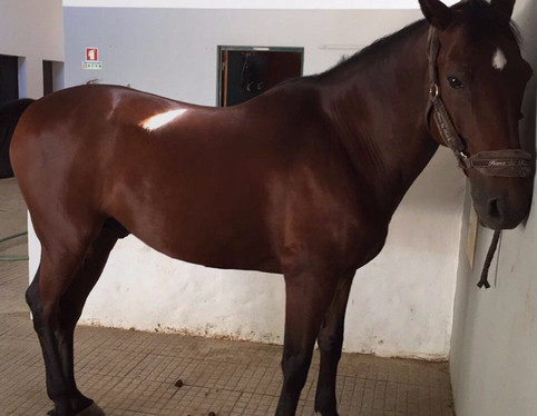 Entre Amigos Actividades Equestres-Alcacer do Sal必去景点