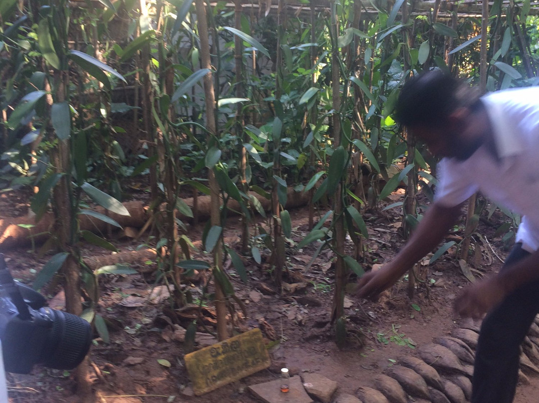 Paramount Spice Garden-Matale必去景点