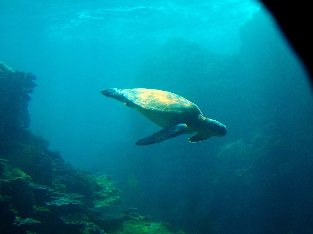 Kushimoto Marine Park Undersea Tower-串本町必去景点