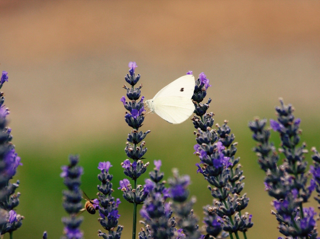 Grabben Gullen旅游景点-Crystal Brook Lavender Farm
