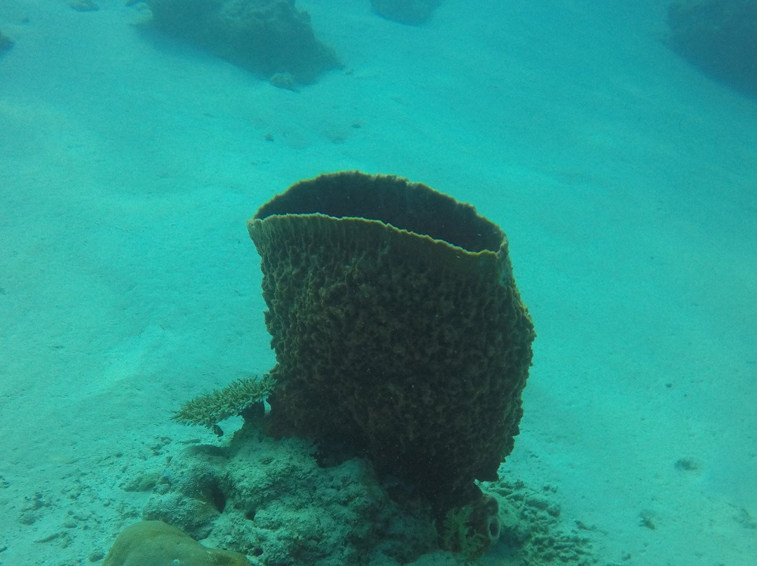 Nyamba Club Plongée-Dzaoudzi必去景点