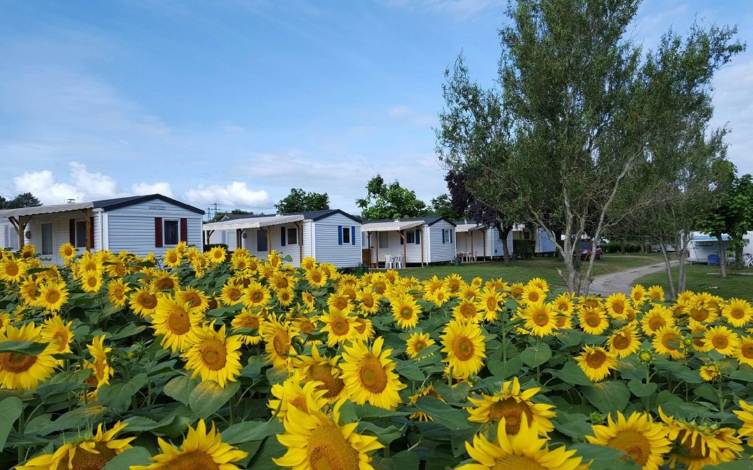Camping Le Vieux Platane