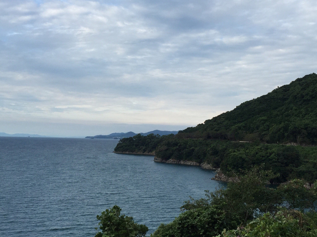 Cherry Blossom Trees along Yunoko Beach Road-水俣市必去景点