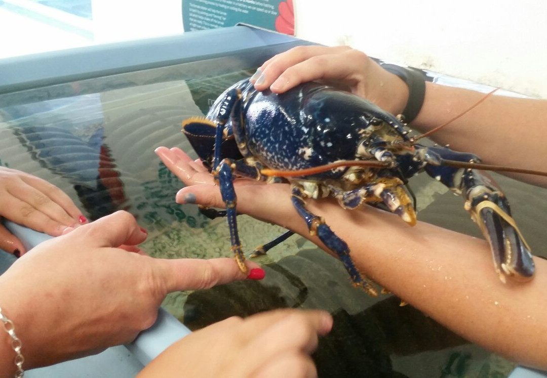 Seascope Hatchery-Kilkeel必去景点