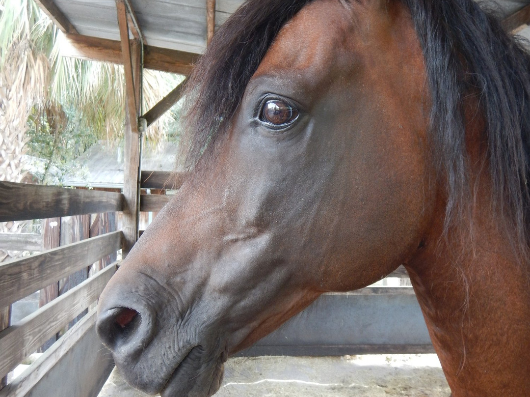 Horsespring Farm-莱克威尔士必去景点