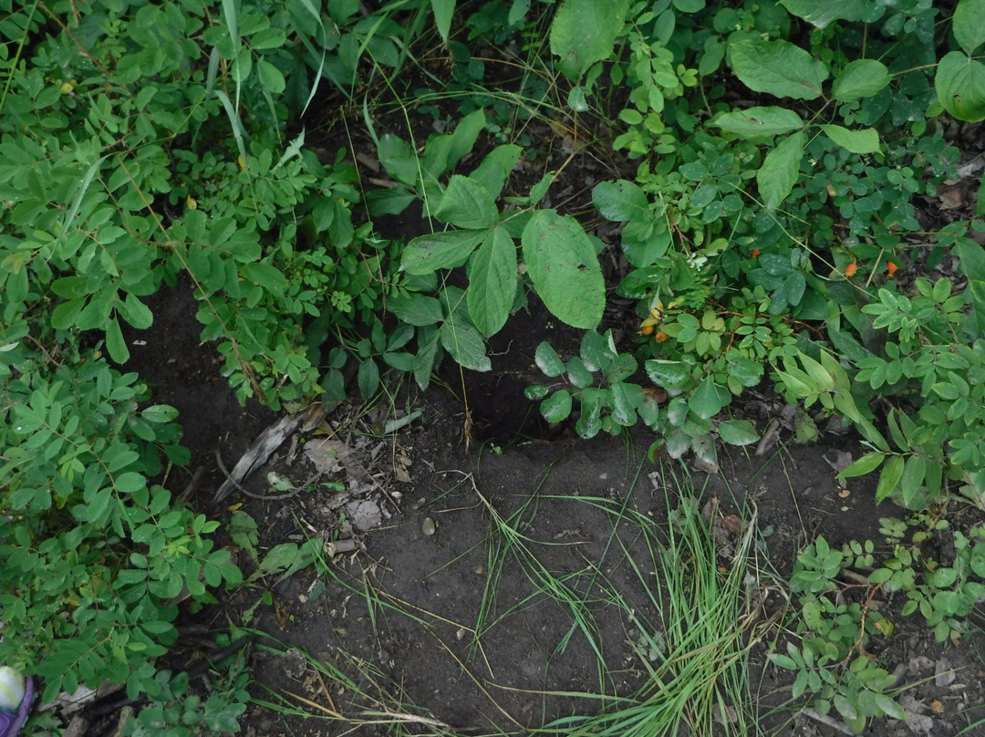 Pigeon Lake Provincial Park-韦塔斯基温必去景点