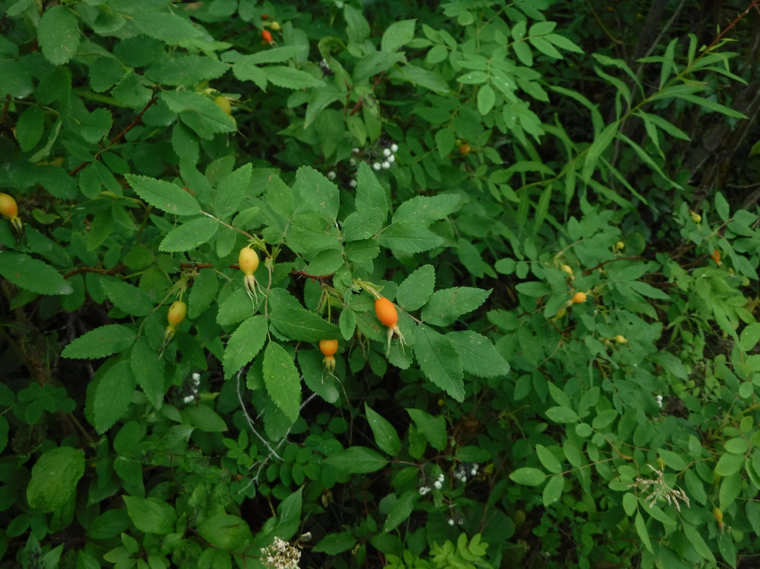 Pigeon Lake Provincial Park-韦塔斯基温必去景点