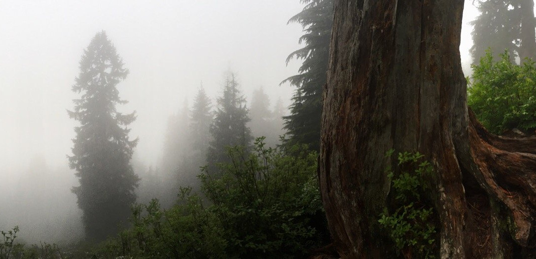 Mount Pilchuck State Park景点图片
