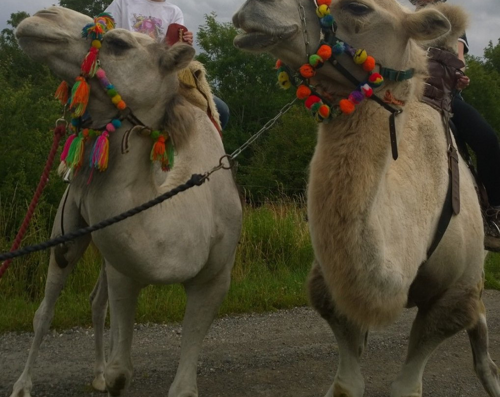 Joseph's Amazing Camels-Idlicote必去景点