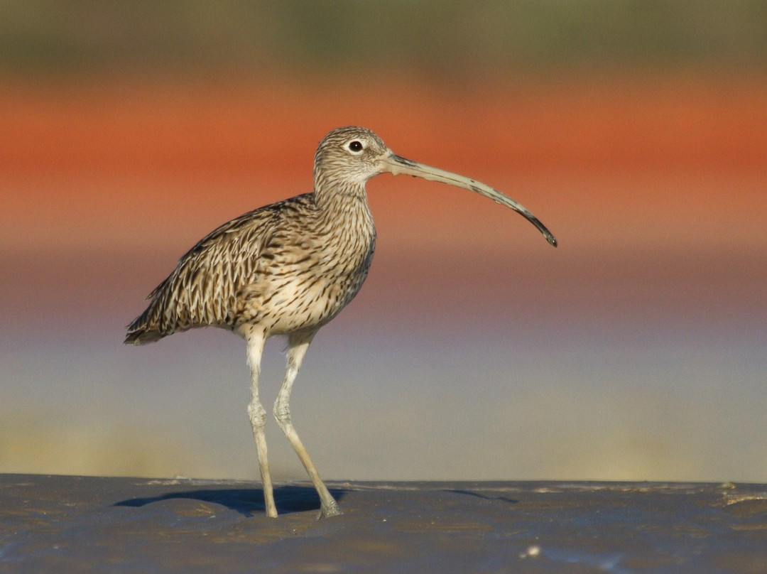 Broome Bird Observatory