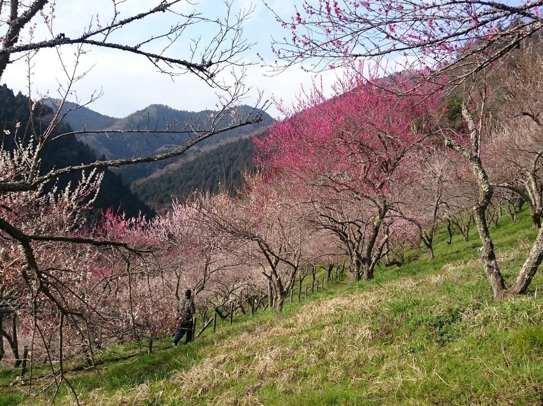 Kogezawa Plum Grove景点图片