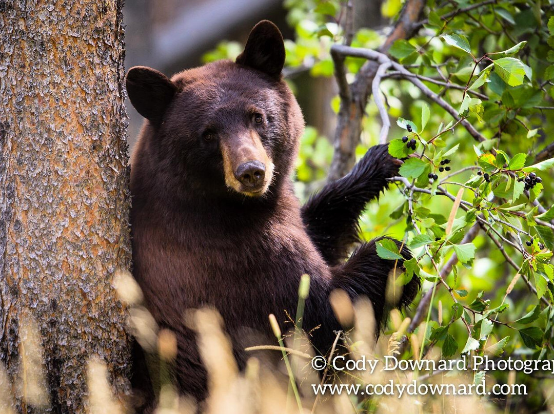 Cody Downard Photography Workshops and Tours-威尔逊必去景点