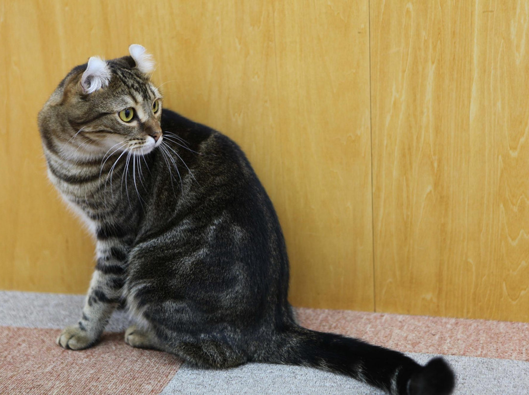 Cat Cafe Nyankoto-Takadanobaba必去景点