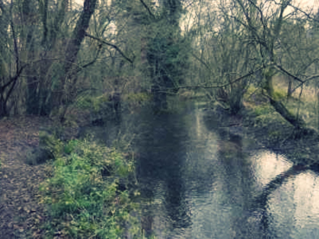 Moor Copse Nature Reserve景点图片