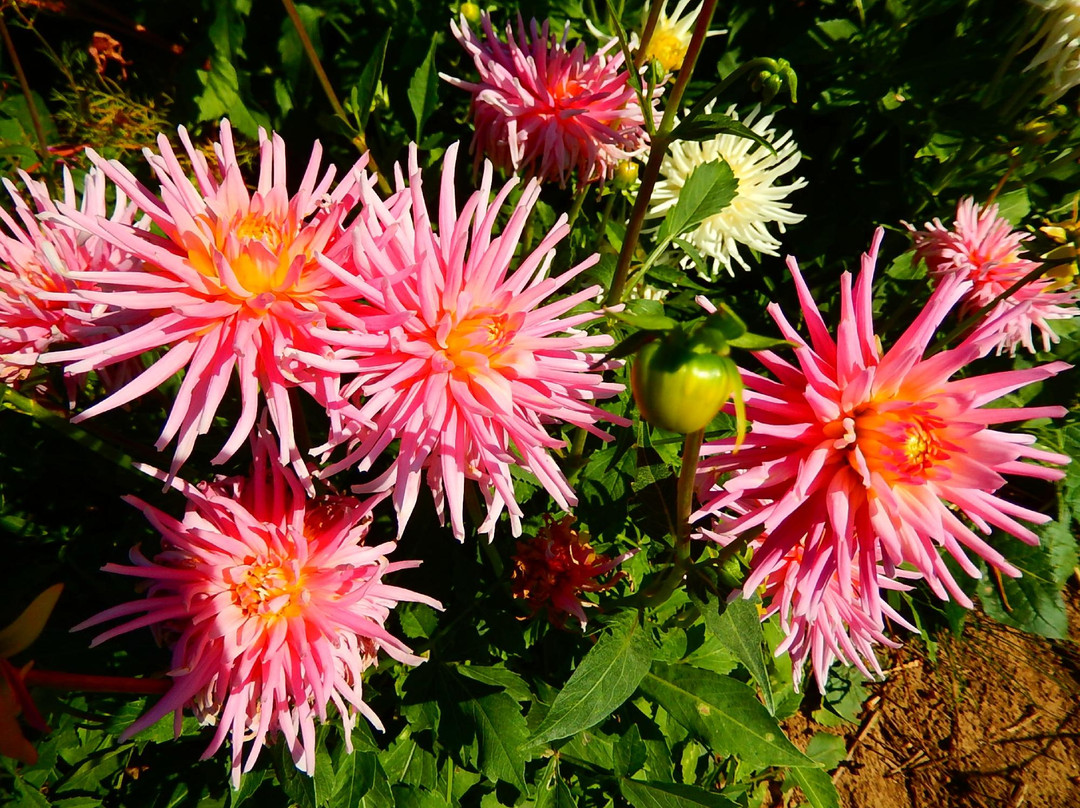 Ferncliff Gardens-米逊必去景点