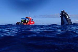 Whales in the Wild-Neiafu必去景点