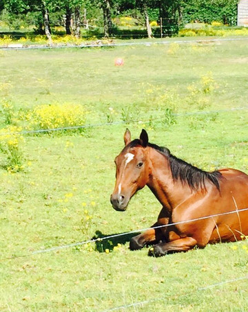 Eider House Bed & Breakfast主图