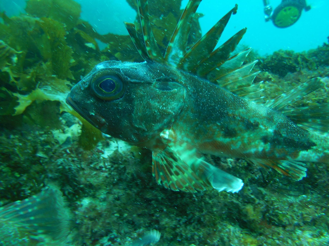 Bicheno Dive Centre景点图片