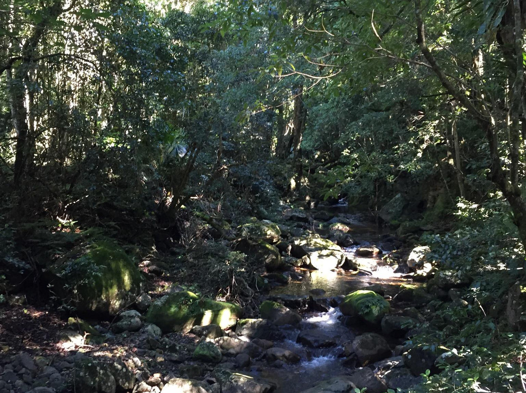 Minnamurra Rain Forest Centre景点图片