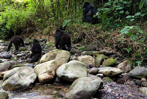 Bwindi Impenetrable Forest-Western Region必去景点