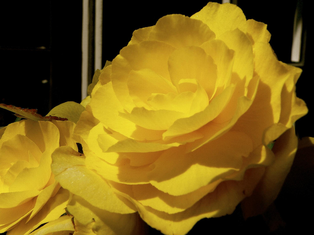 The Falcon Inn主图