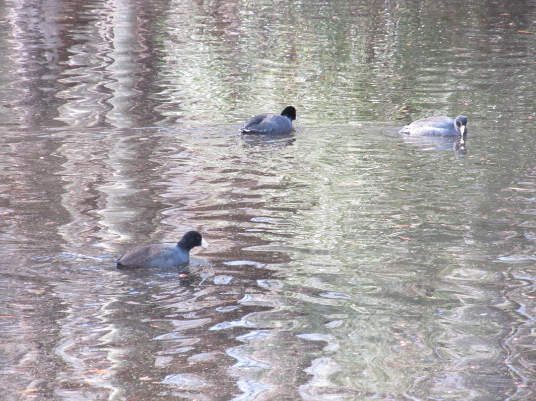 Lake Waccamaw State Park景点图片