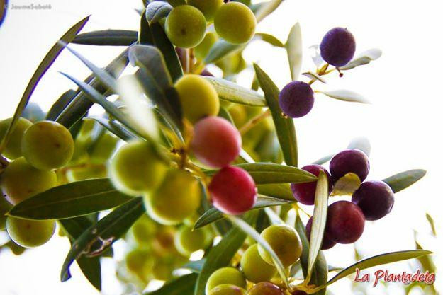 Celler Sabate-La Vilella Baixa必去景点