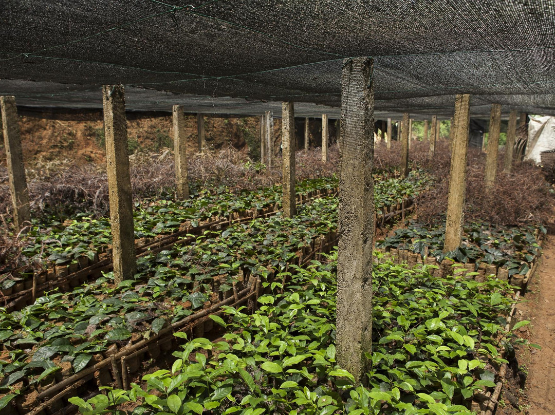 Tsara Green Teas景点图片