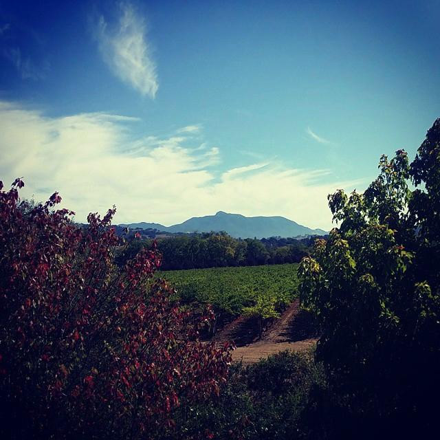 Stuhlmuller Vineyards景点图片
