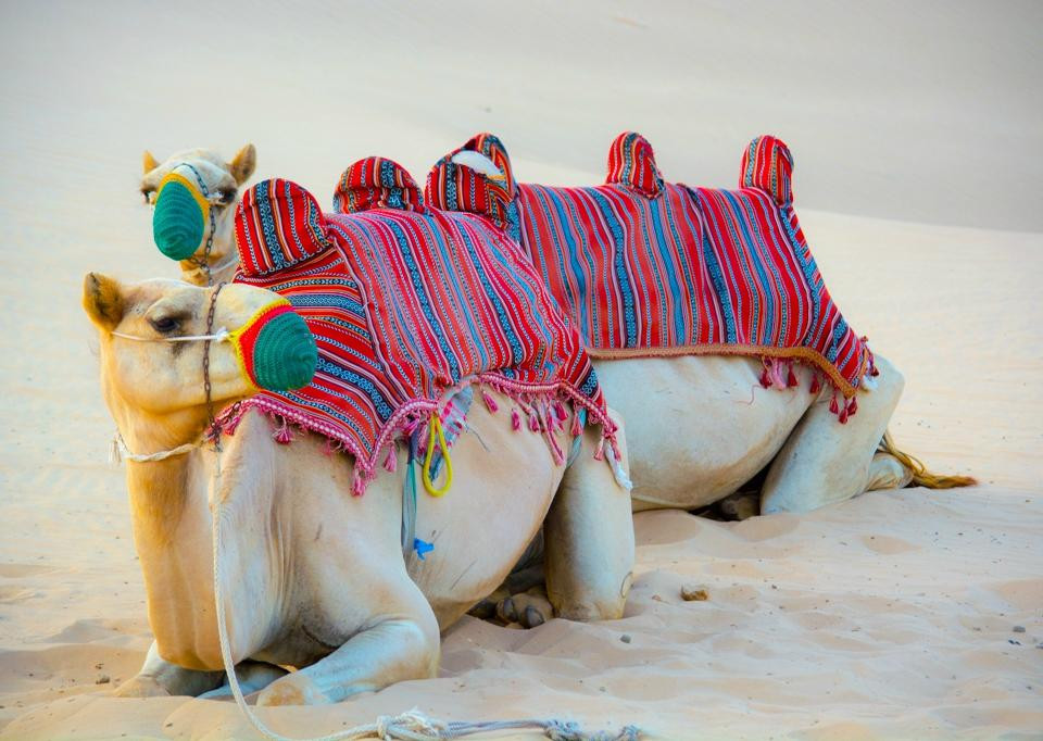 Abu Dhabi Desert Safari-阿布扎比必去景点