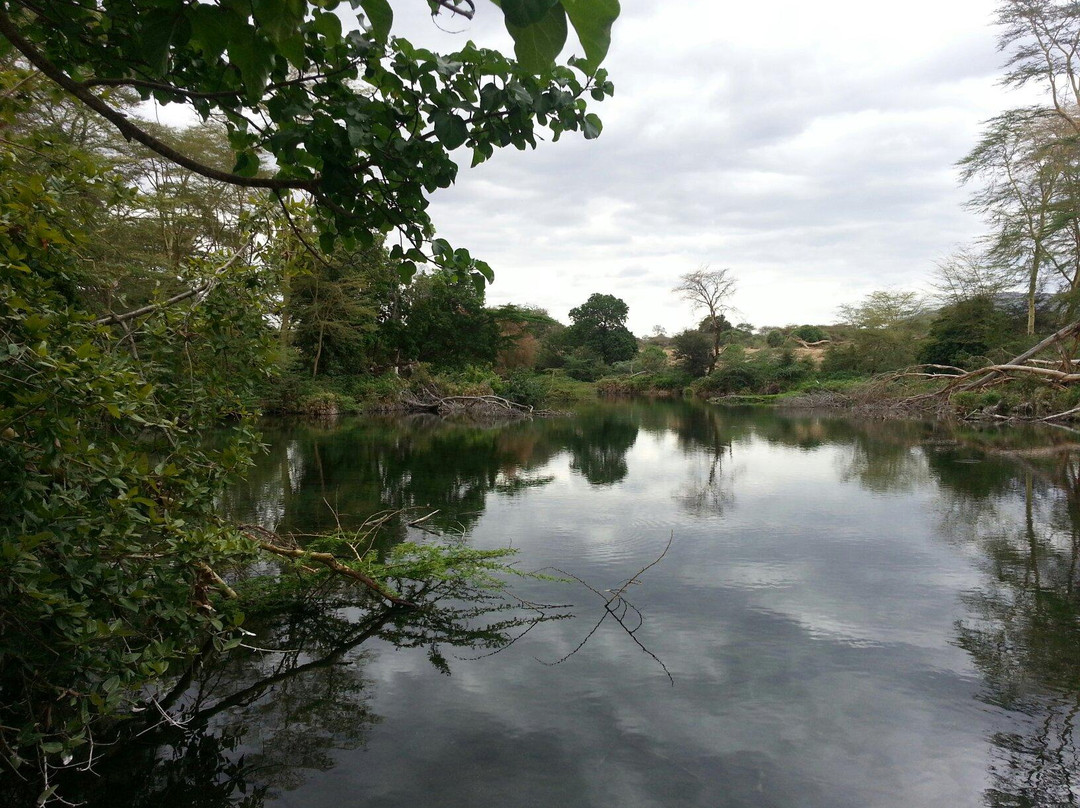Mzima Springs景点图片