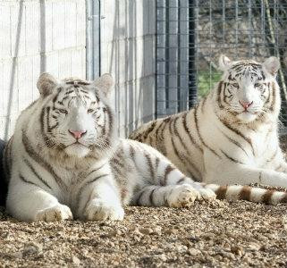 Hamerton Zoo Park景点图片
