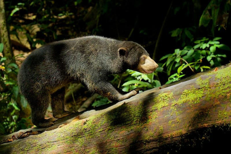 Bornean Sun Bear Conservation Centre-山打根必去景点