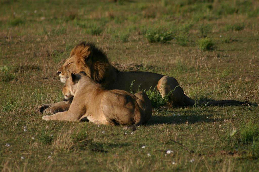 Katuta Kenya Safaris-蒙巴萨必去景点