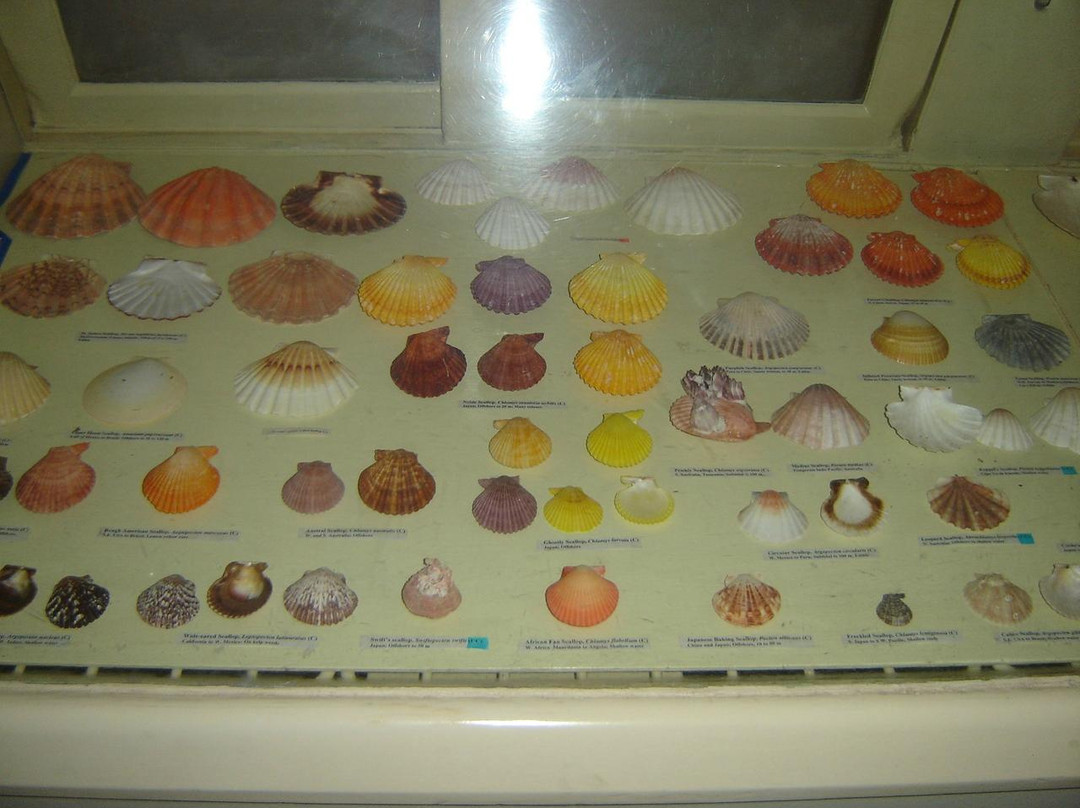Alice Garg National Seashells Museum-斋蒲尔必去景点