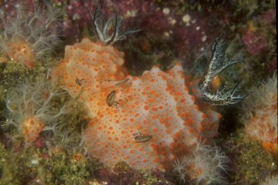 Siam Dive n Sail-拉威必去景点