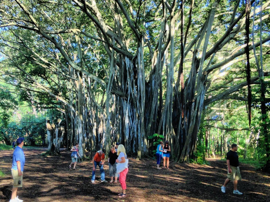 夏威夷吉普之旅-火奴鲁鲁必去景点